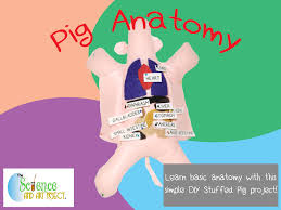  Students doing Pig Eye Dissection